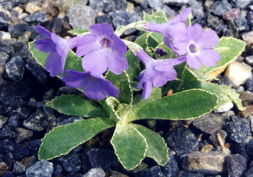 Primula marginata en fleurs sur des falaises calcaires des Alpes maritimes